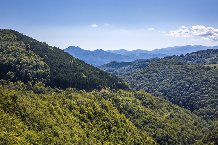 Summer Portrait of Kopaonik Mountain: Landscape Photography